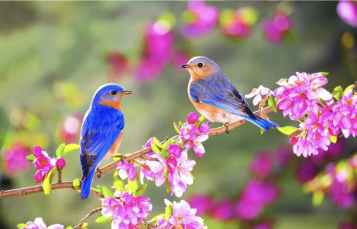 Mùa xuân và những thanh âm của cuộc sống muôn màu